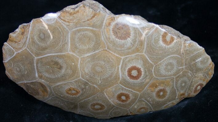 Polished Fossil Coral Colony - Morocco #8845